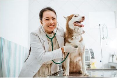 gut health for dogs