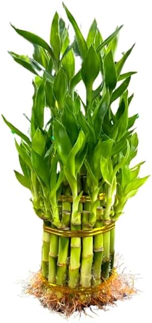 pet-safe plant
