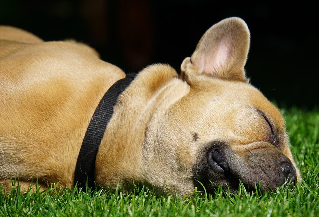 Dogs eat grass when they are sick