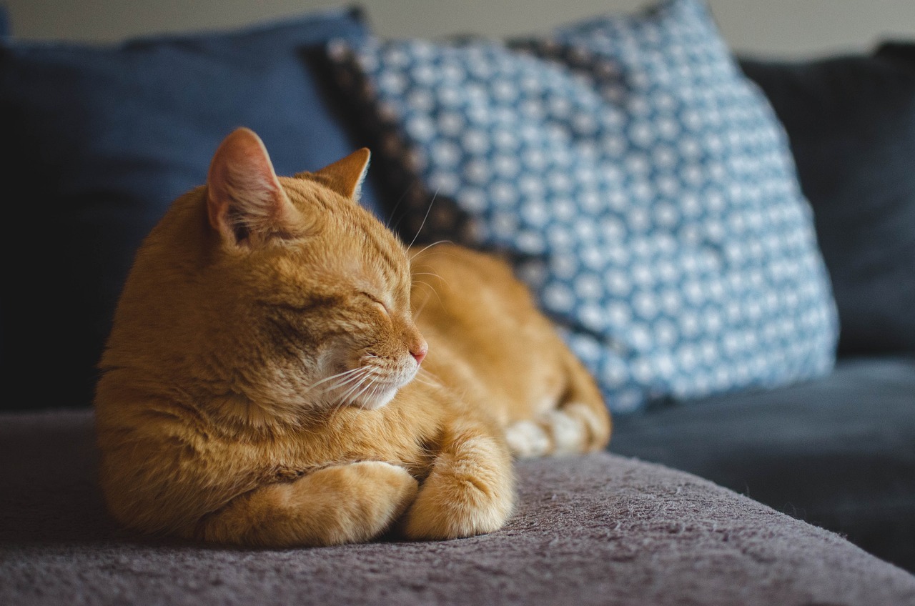 Cats Only Purr When They’re Happy