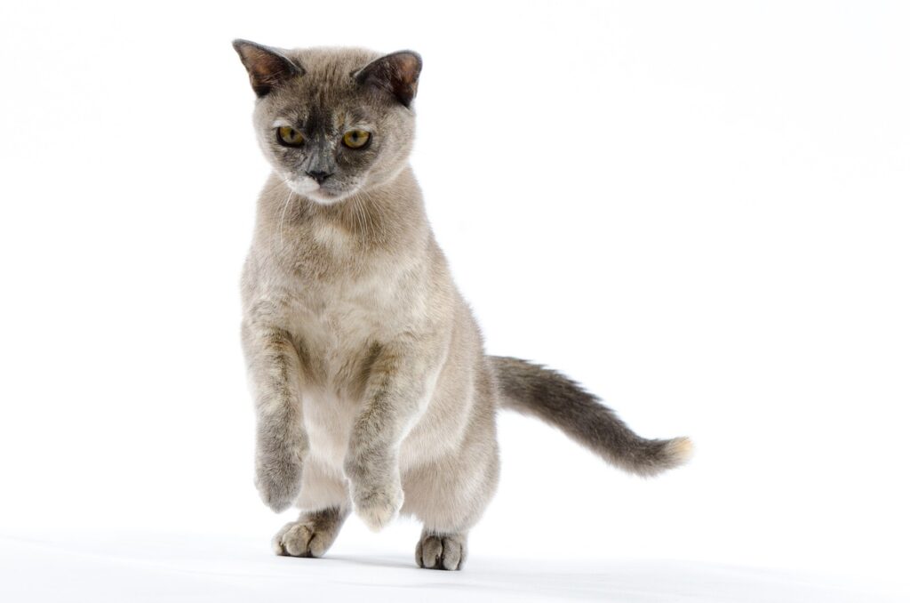 Can Cats Really Land on Their Feet