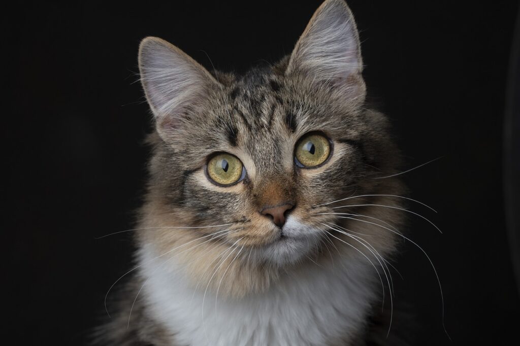 Is Your Cat Really Happy When It Purrs