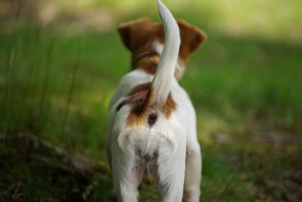 A Wagging Tail Always Means a Happy Dog