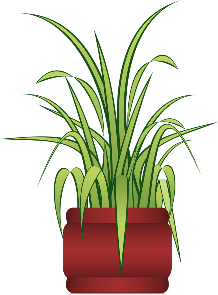 spider plant