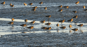Black-tailed godwits in Munster Blackwater Estuary, Ireland – wading birds of Munster