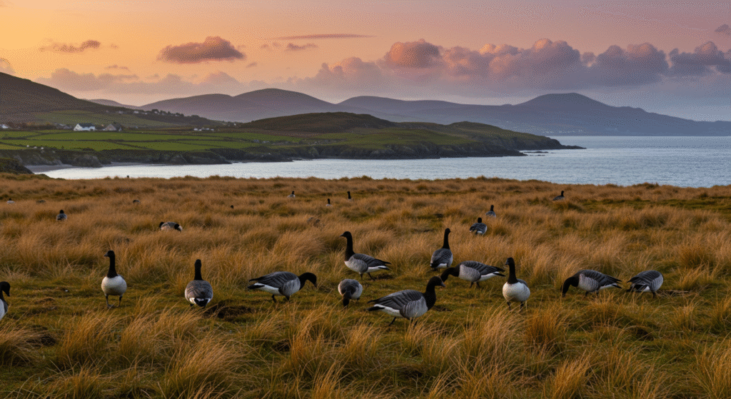 munster bird ireland province